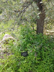Quercus grisea