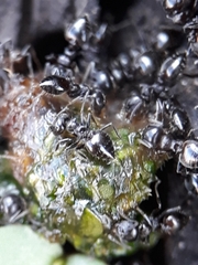 Crematogaster laestrygon