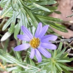 Ionactis linariifolia