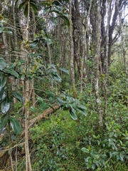 Clusia multiflora
