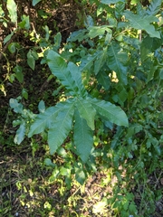 Castanea pumila