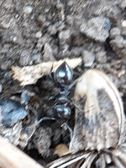 Crematogaster laestrygon