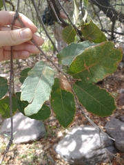 Quercus arizonica