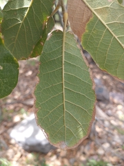 Quercus arizonica