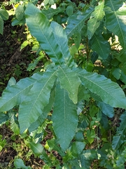 Castanea pumila