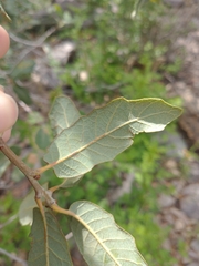 Quercus arizonica