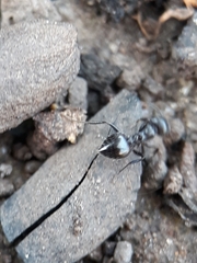 Crematogaster laestrygon