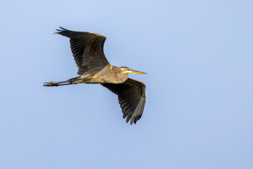 Great Blue Heron from Cambridge, Massachusetts, United States on ...