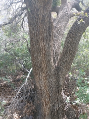 Quercus arizonica