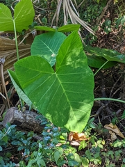 Xanthosoma sagittifolium