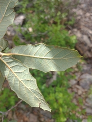 Quercus arizonica
