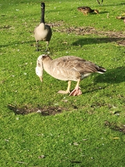Anser anser × Branta canadensis