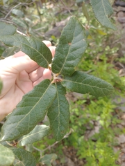 Quercus arizonica