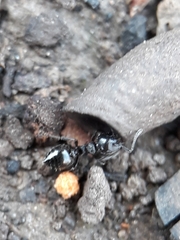 Crematogaster laestrygon