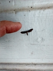 Euacidalia brownsvillea