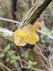 Tremella