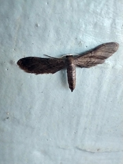 Euacidalia brownsvillea