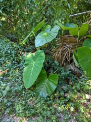 Xanthosoma sagittifolium