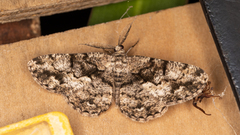 Hypomecis externaria