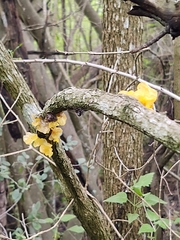 Tremella