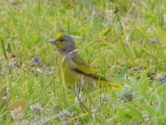 Serinus canicollis