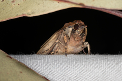 Agrotis infusa