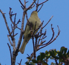 Andropadus importunus