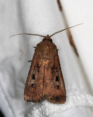 Agrotis infusa