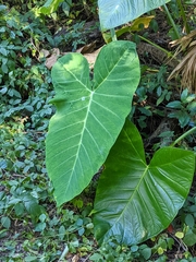 Xanthosoma sagittifolium