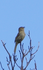 Andropadus importunus