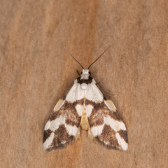 Thallarcha staurocola