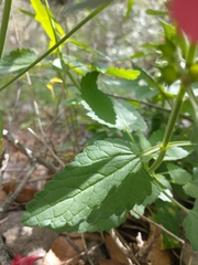 Stachys coccinea