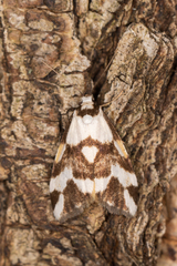 Thallarcha staurocola