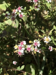 Symphyotrichum lateriflorum
