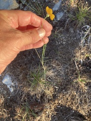 Thelesperma simplicifolium