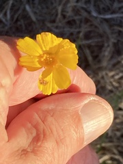 Thelesperma simplicifolium