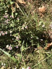 Symphyotrichum lateriflorum