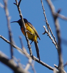 Anthobaphes violacea