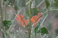 Chenopodium berlandieri