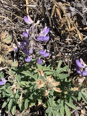 Lupinus formosus