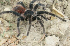 Lasiodora