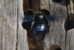 Xylocopa