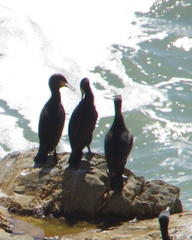 Phalacrocorax capensis