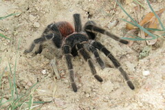 Lasiodora