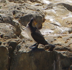 Phalacrocorax carbo lucidus