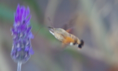 Macroglossum trochilus