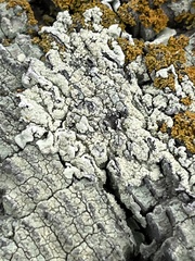 Flavopunctelia flaventior