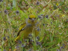 Serinus canicollis