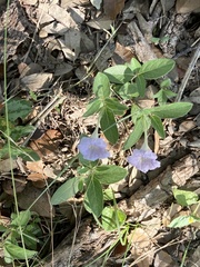 Ruellia humilis
