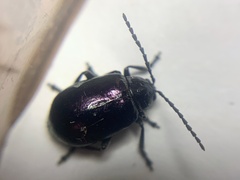 Macrohaltica transversa